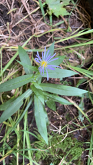 Symphyotrichum puniceum