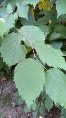 Corylus cornuta