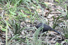 Turdus mandarinus