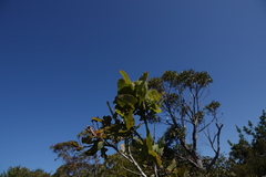 Angophora hispida