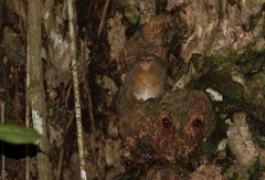 Cebuella niveiventris