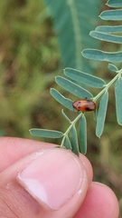 Coptocephala pallens