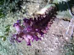 Lachenalia carnosa