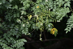 Styphnolobium