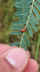 Coptocephala pallens