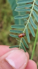 Coptocephala pallens