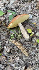 Leccinum aurantiacum
