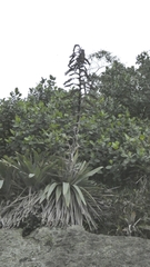 Asparagales
