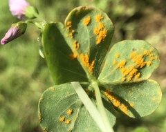 Puccinia