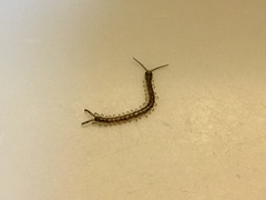 Hemiscolopendra marginata