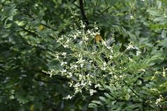 Styphnolobium