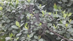 Asparagales