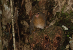 Cebuella niveiventris