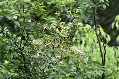 Styphnolobium