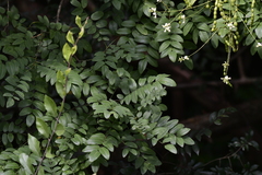 Styphnolobium
