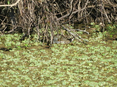 Porphyriops melanops