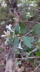 Abelia