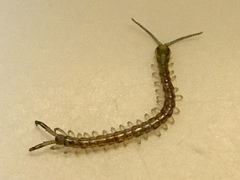 Hemiscolopendra marginata