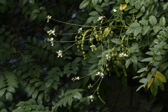 Styphnolobium