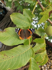 Vanessa atalanta