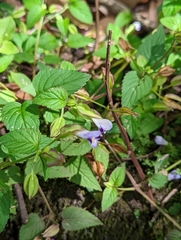 Torenia