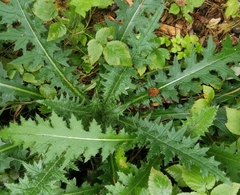 Cirsium palustre
