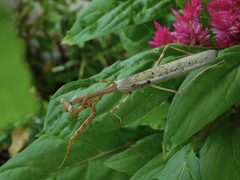 Stagmomantis carolina
