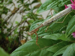 Stagmomantis carolina