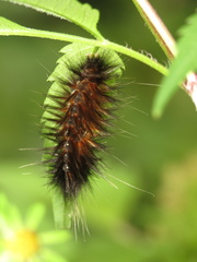 Spilosomina