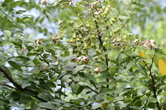Styphnolobium