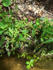 Torenia