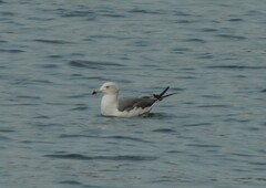 Larus crassirostris