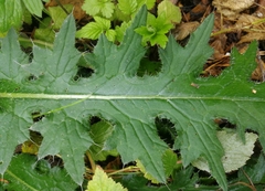 Cirsium palustre