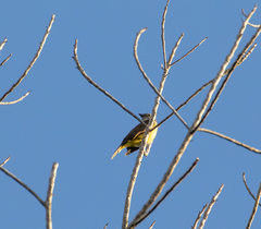 Myiozetetes granadensis