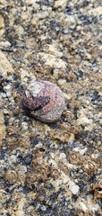 Littorina