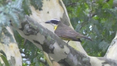 Megarynchus pitangua