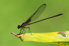 Hetaerina cruentata