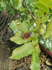 Vanessa atalanta