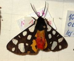 Arctia villica