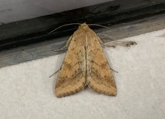 Helicoverpa armigera