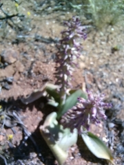 Lachenalia violacea