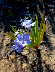 Aristea africana