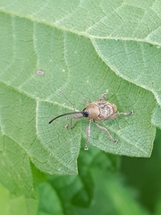 Curculio nucum
