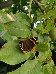 Vanessa atalanta