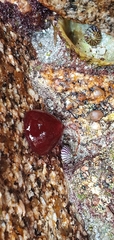 Actinia equina