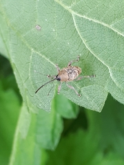 Curculio nucum