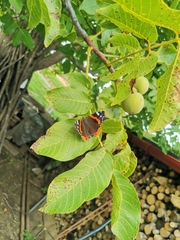 Vanessa atalanta