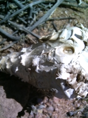 Podaxis pistillaris