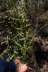 Leptomeria drupacea