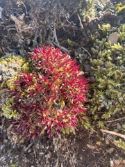 Saxifraga cespitosa